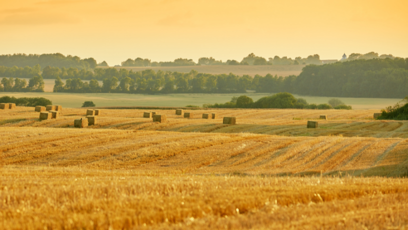 Estratégias de diversificação fortalecem o agro diante das variações de mercado, destaca Aldo Vendramin.